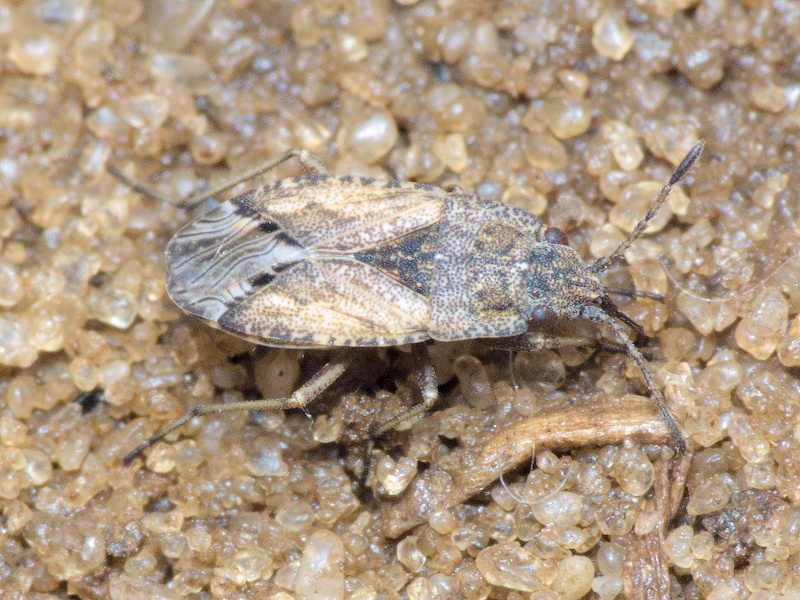 Gonianotus marginepunctatus (Wolff, 1804)